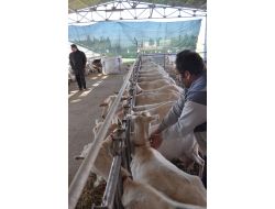 Ege Ziraat'te Keçiler Hem Mevsiminde Hem De Mevsim Dışı Doğuruyor