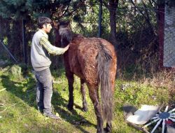 At, Rögar Çukuruna Düştü