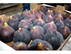 "İncir Zararlı Toksinlerden Anneyi Ve Bebeği Koruyor"