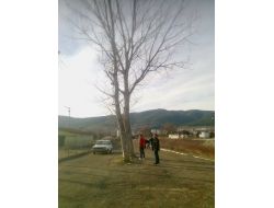 Yol Ortasındaki Ağaçlar Görenler Şaşırtıyor