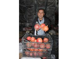 Soğuk Hava Depolarındaki Nar İki Kat Yüksek Fiyata İhracata Gidiyor