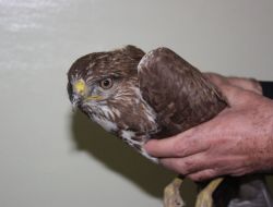 Yaralı Kartal Tedavi Altına Alındı