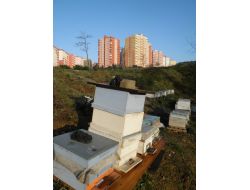 Şehrin Göbeğinde Arı Kovanı