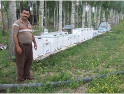 Boğazlıyan’da Arıcılık Kursu Açılacak