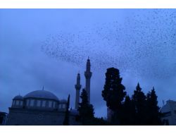 Samsun'da Sığırcık Kuşlarının Akşam Tavafı