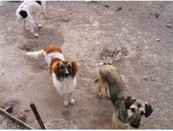 Çanakkale Belediyesi Barınaktan Hayvan Alımını Teşvik Edecek