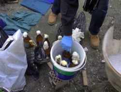 Metruk Binadan Molotof Ve Patlayıcı Malzemeleri Çıktı (Özel)