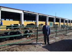 Kooperatif Başkanı Erdoğan: Sarıkaya’da Süt Ve Damızlık Sığırcılığı Gelişecek