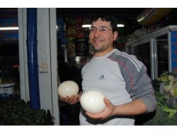 Manavgat'ta Deve Kuşu Yumurtası 15 Liradan Satışa Sunuldu