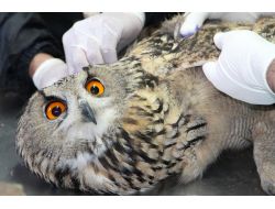 Yaralı Baykuş Ve Şahinler Tedavi Altına Alındı