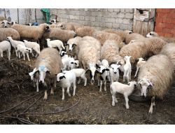 Atakum Kaymakamlığı Koyun Projesiyle Köyden Göçü Tersine Çevirdi