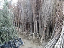 Cizre’de Fidan Satışları Erken Başladı