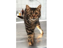 Minik Kedi, Sosyal Medya Sayesinde Hayata Döndü