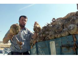 Elbistan Şeker Fabrikası’na 430 Bin Ton Kota Verildi