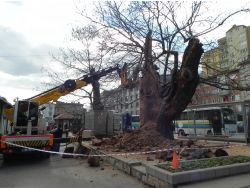 Fatih’in Çınarları Bakıma Alındı