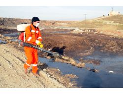 Çorum'da Sinekle Mücadele Erken Başladı