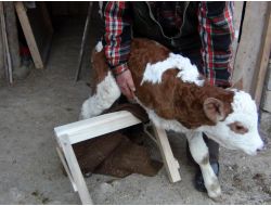 3 Ayaklı Doğan Buzağısına Protez Bacak Yaptıracak
