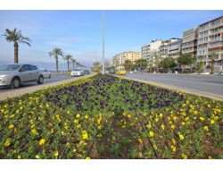 İzmir'e Bu Yıl 4 Milyon Adet Çiçek Dikilecek