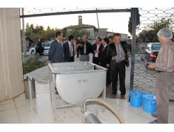 Manavgatta Çiğ Sütte Bakteri Oranı 7 Yılda 50 Kat Düştü