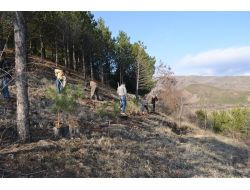 İskilip Belediyesi Altıyüzelli Adet Ağaç Dikti