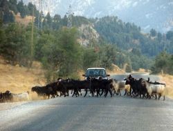 Çobanlar, Hayvanlarının Telef Olamaması İçin Göç Yollarına Kasis Yapılmasını İstiyor