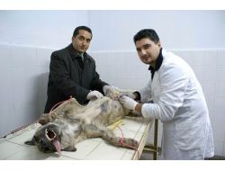 Aksaray Belediyesi 240 Sokak Köpeğini Kısırlaştırdı