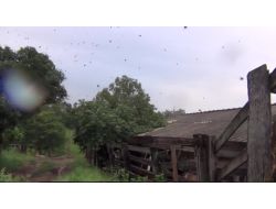 Brezilya’da Örümcekler Kasabayı Böyle İstila Etti