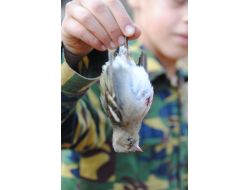 Manavgat'ta Nesli Tehlikede Olan Yaban Hayvanlarının Avı Yasaklandı