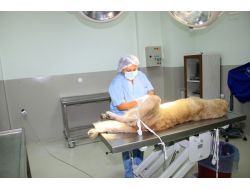 Sokak Köpekleri, Belediye Tarafından Bakıma Alındı