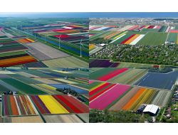 LALELER, MART AYINDA AÇACAK!