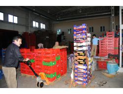 Samsun Gıda Kargo’nun 5 Kıtada Ulaştığı Ülke Sayısı 200’ü Aştı