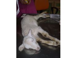 Doğuştan Makatı Olmayan Kuzu, Ameliyatla Sağlığına Kavuştu