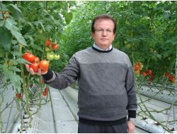 Domatesi Serasında Üretip Marketinde Satıyor