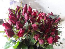 Sevgililer Günü Öncesinde Seralarda Gül Kesimi Başladı