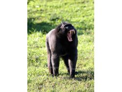 Cıtes Heyeti İzmir Doğal Yaşam Parkı'nı Beğendi