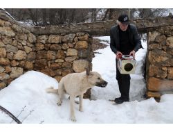 Yiyecek Arayan Köpeğin Kafası Tenekeye Sıkıştı