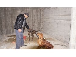 Dövüş İçin Rehin Tutulan Köpekleri Hayvanseverler Kurtardı