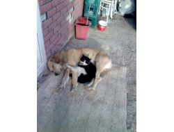 Kediyle Köpeğin Dostluğu