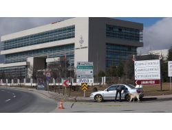 Kılıç Kaldırılmasını İstedi Şüpheli Aracı Hassas Burun 'Nort' İnceledi