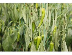 Adı Terörle Anılan Cudi Dağı Eteklerinde Şimdi Seracılık Yapılıyor