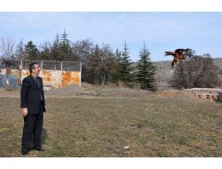 Antibiyotik Tedavisi İle İyileşen Şahin Doğaya Salındı