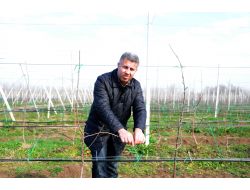 Samsun Gıda Yönetim Kurulu Başkanı Öztürk: Meyvecilik Karlı Bir Yatırım