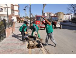 Malatya'da 1 Yılda Bin 405 Yetişkin Ağaç Dikildi