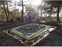 Erbaa'da Ormanı Kaplayan Çam Kese Böceğine Biyolojik Çözüm