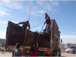 Yeşil Bir Siverek İçin Hedef 30 Bin 231 Fidan