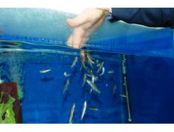 Doktor Balıklar Üniversiteli Oldu, Sağlık Turizmine Hizmet Edecek (Özel)