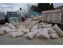 Saman Balyalarının Arasında 555 Kg.Esrar