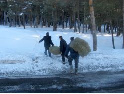 Karacalar İçin 1 Metrelik Karda Ot Taşıdılar