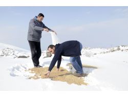 Iğdır'da Yaban Hayvanları Yerleşim Alanlarına İnmesin Diye Araziye Yem Bırakıldı