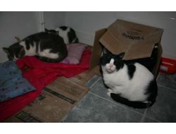 Türkiye'de Ölen Amerikalı Kadının Vasiyeti: Kedilerime İyi Bakın